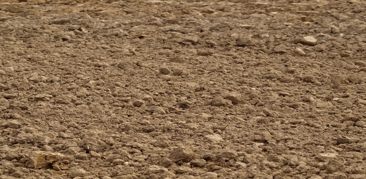 Alluvial Soil