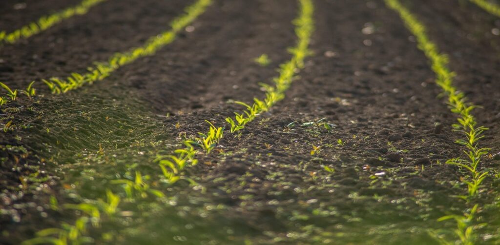 Alluvial Soil