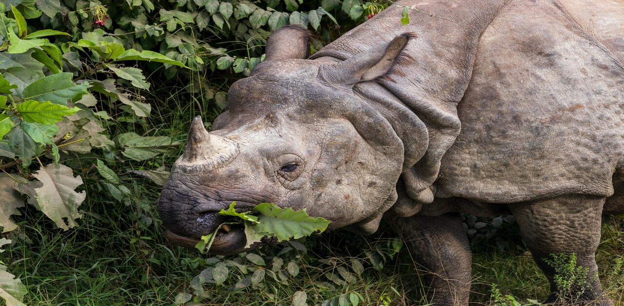 Greater one-horned rhino