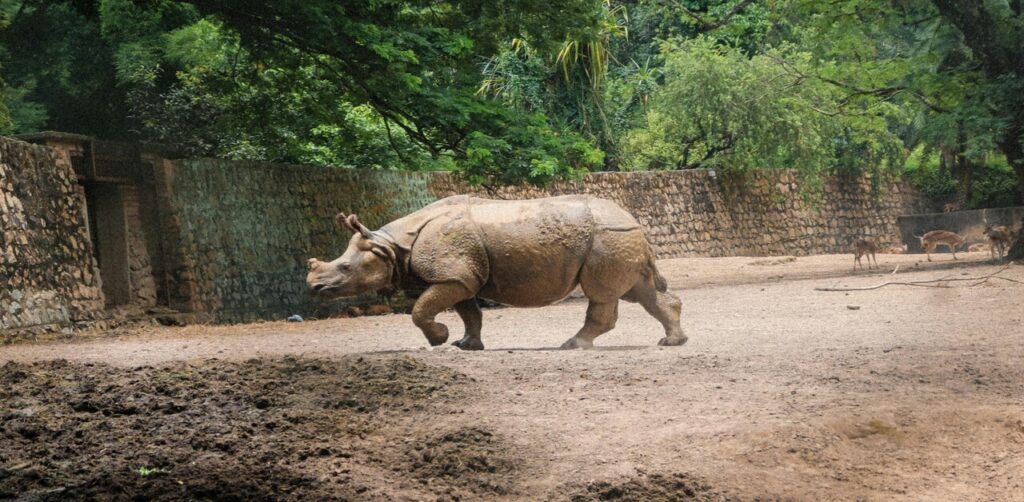 Greater one-horned rhino