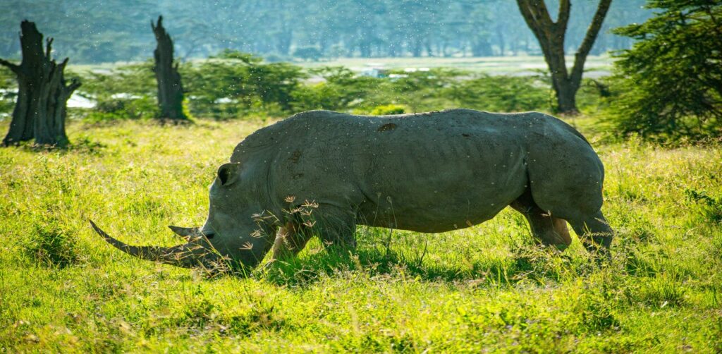 Greater one-horned rhino
