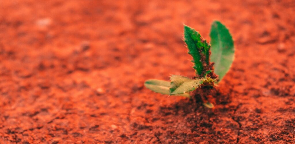 red and yellow soil