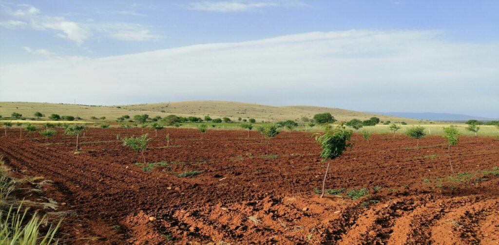 red and yellow soil