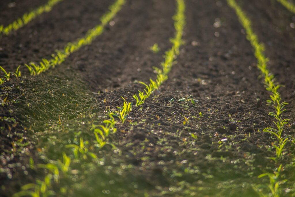 Alluvial Soil