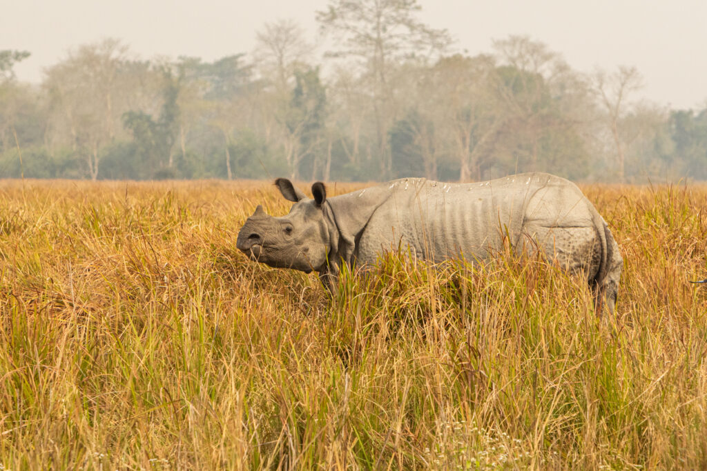 Greater One-Horned Rhino