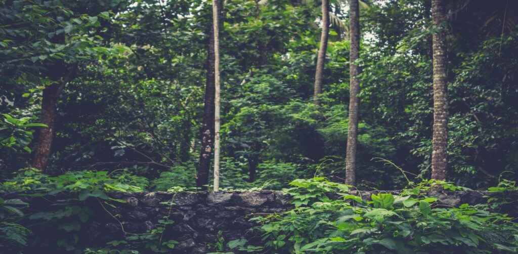 tropical evergreen and semi-evergreen forests