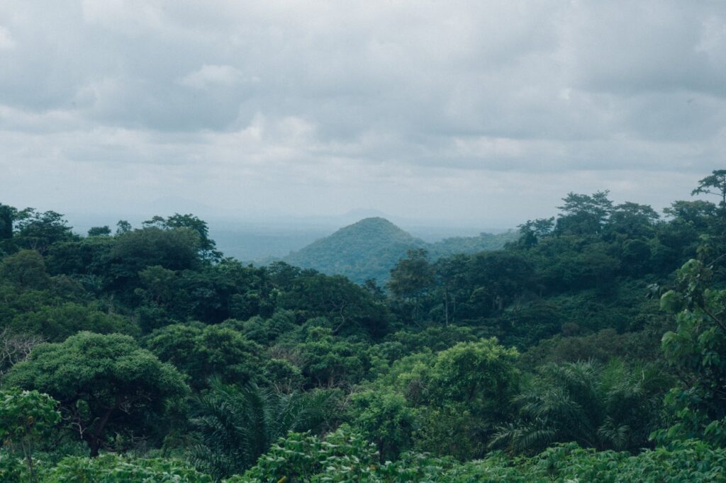 Tropical Evergreen and Semi-evergreen forests