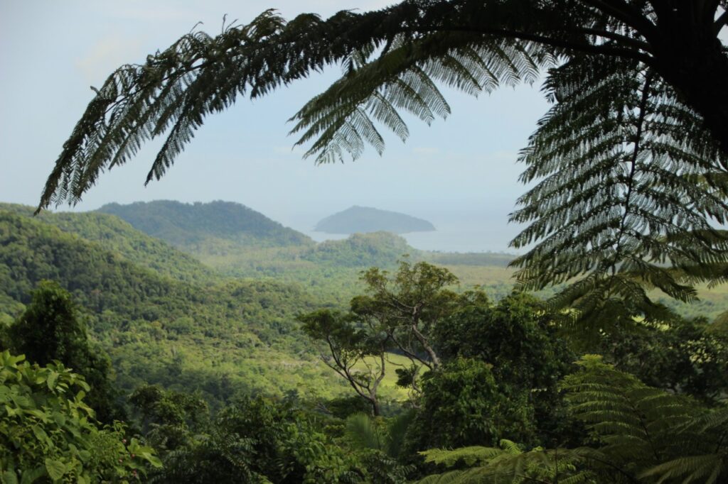 Tropical evergreen and semi-evergreen forests