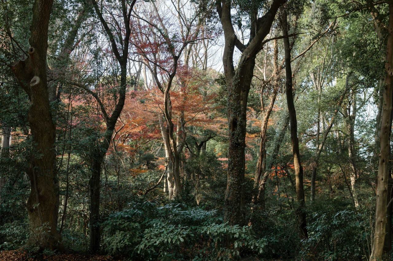 Tropical Deciduous Forests