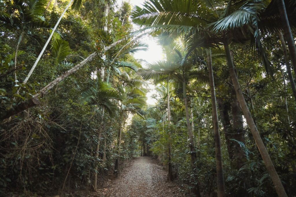 Tropical deciduous forests