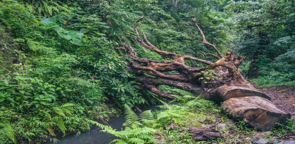 Tropical deciduous forests
