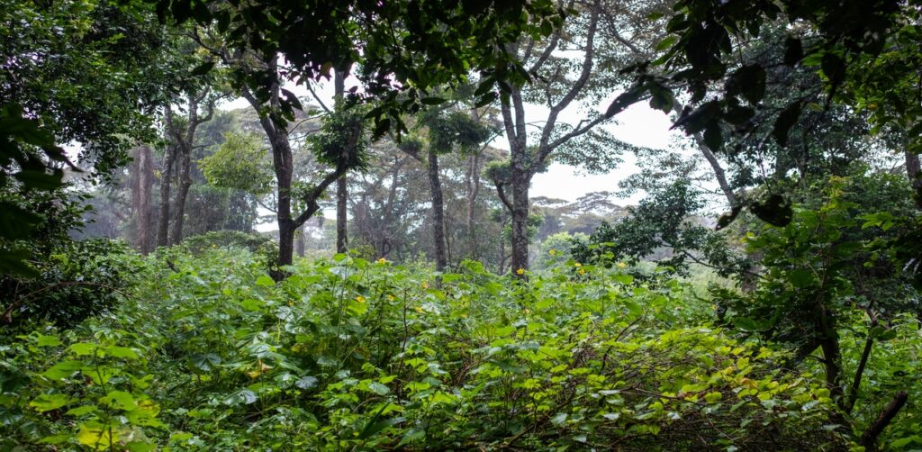 Tropical deciduous forests