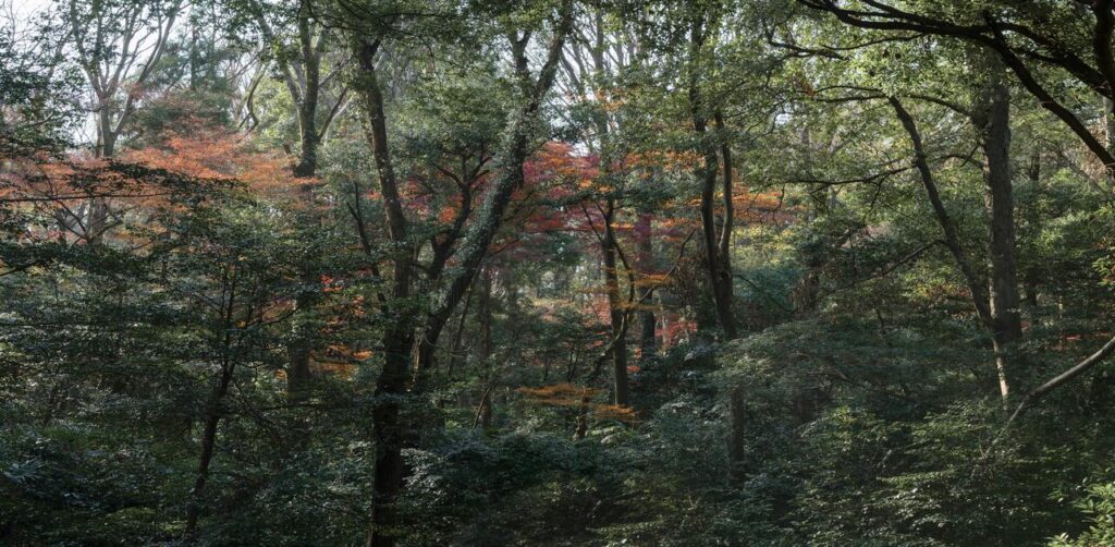 Tropical deciduous forests