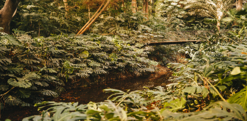Tropical deciduous forests