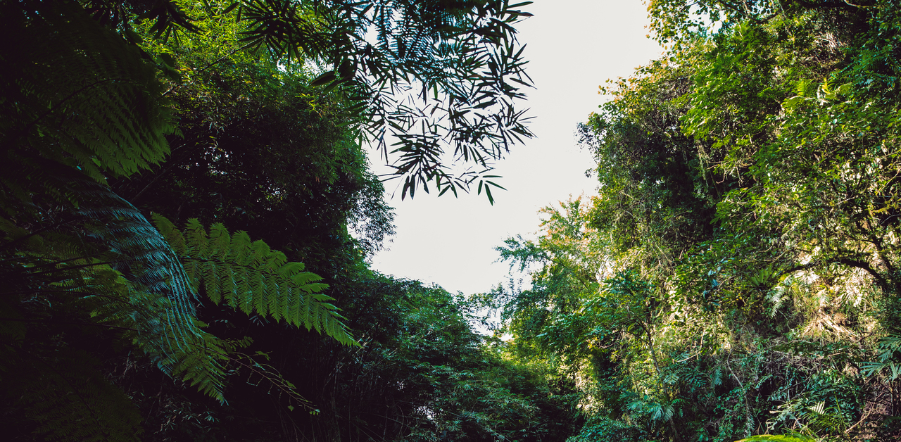 Tropical deciduous forests