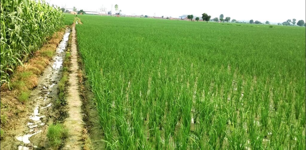 Kharif Crops