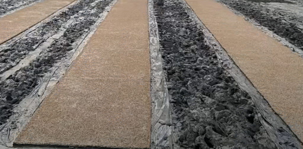 Dapog Method of Rice Cultivation