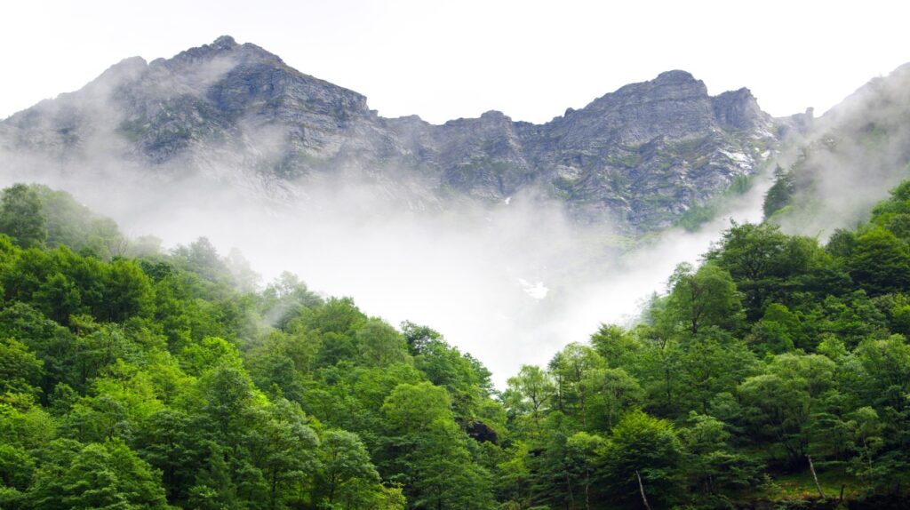Montane forests
