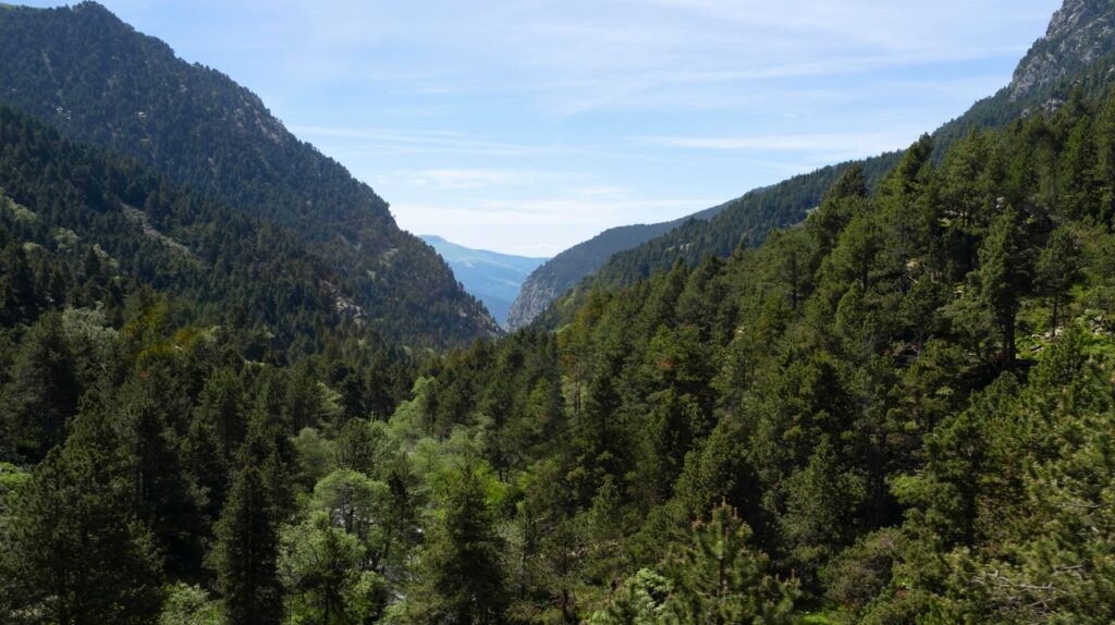 Montane forests