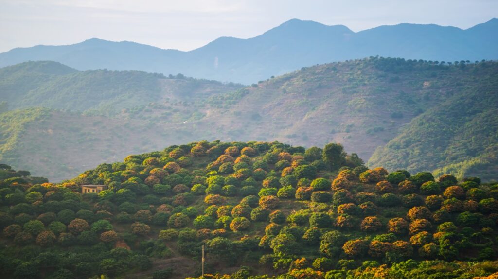 Montane forests