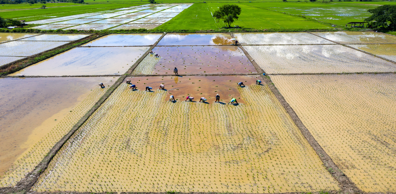 System of Rice Intensification(SRI)