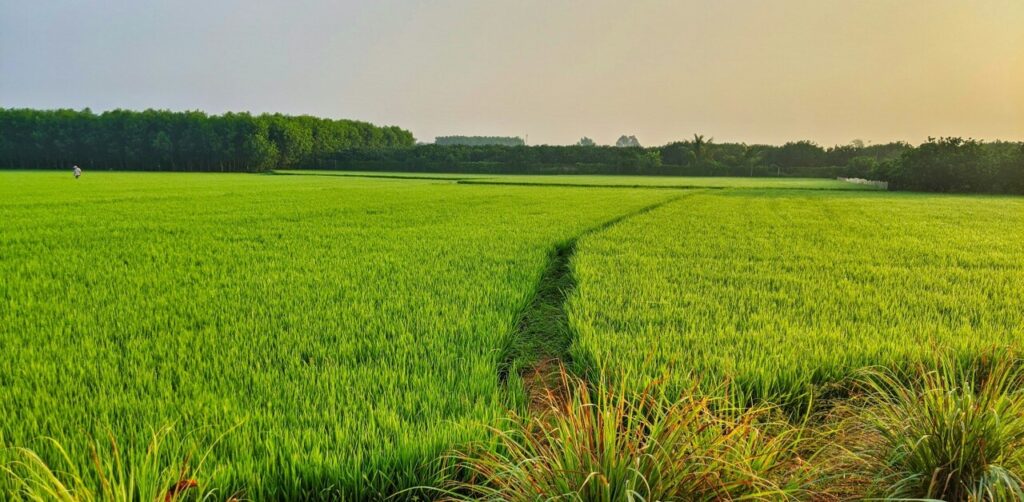 Kharif Crops