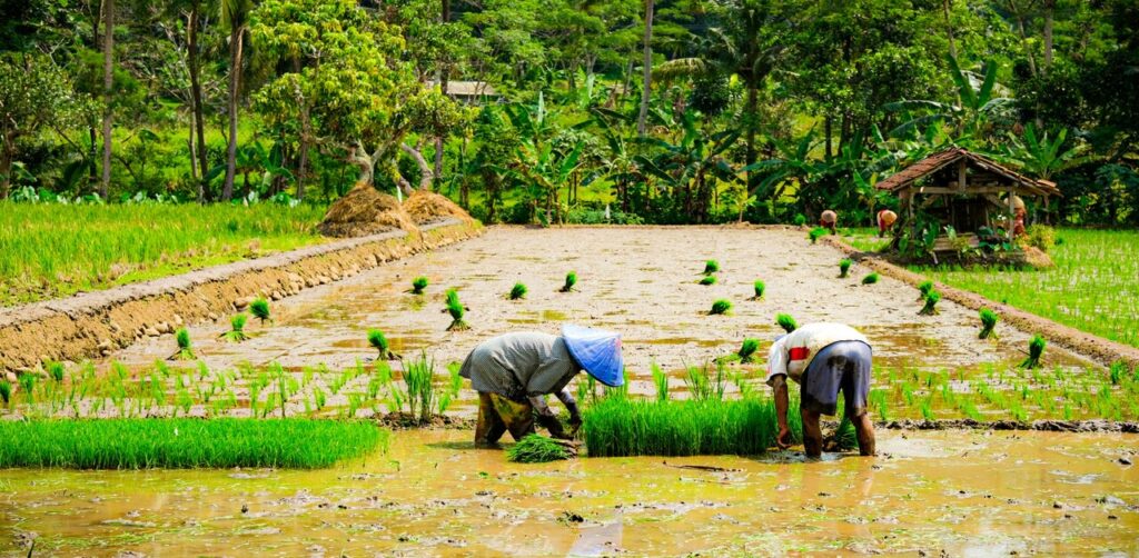 Dapog Method of Rice Cultivation