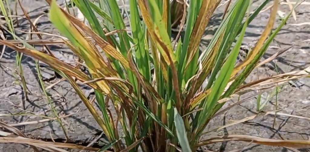 Khaira Disease of Rice