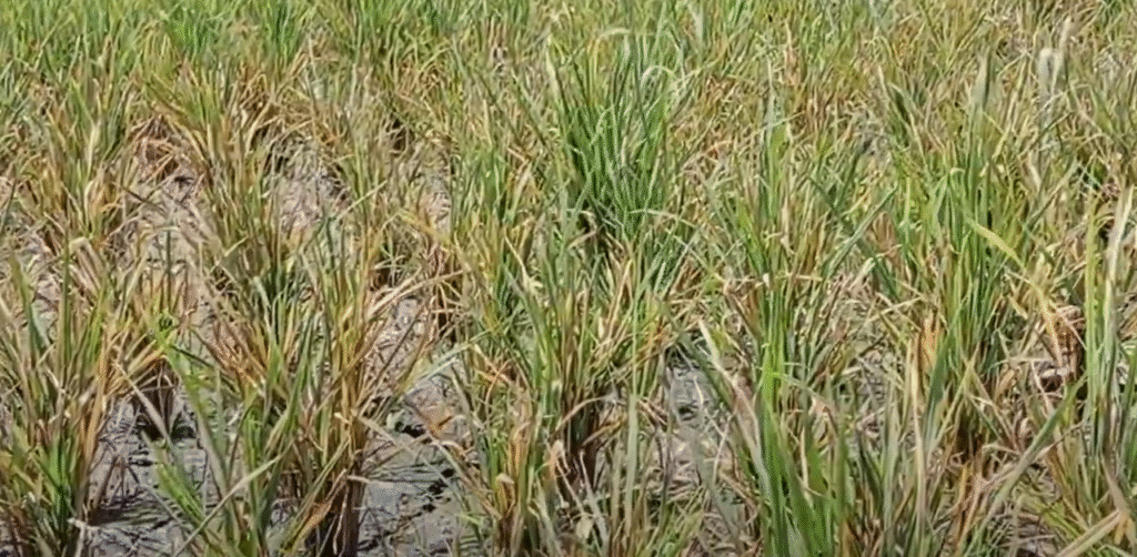 Khaira Disease of Rice