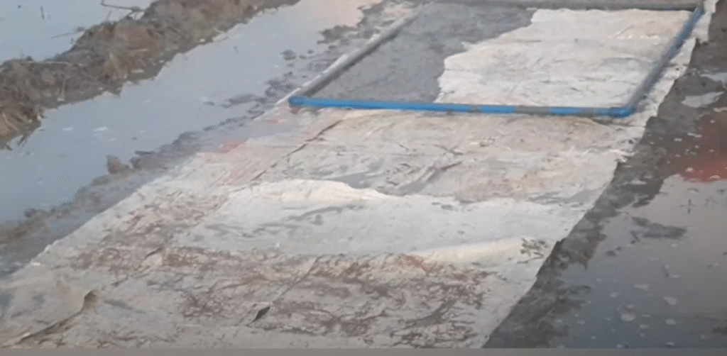 Dapog method of rice cultivation