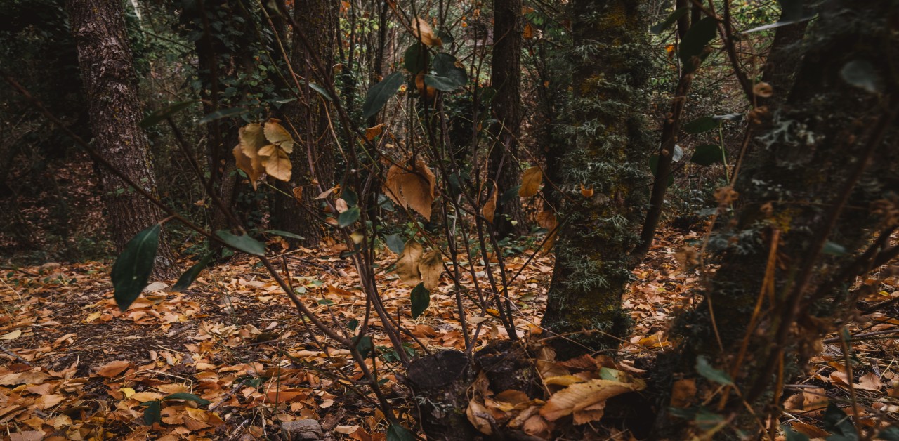 Tropical thorn forests