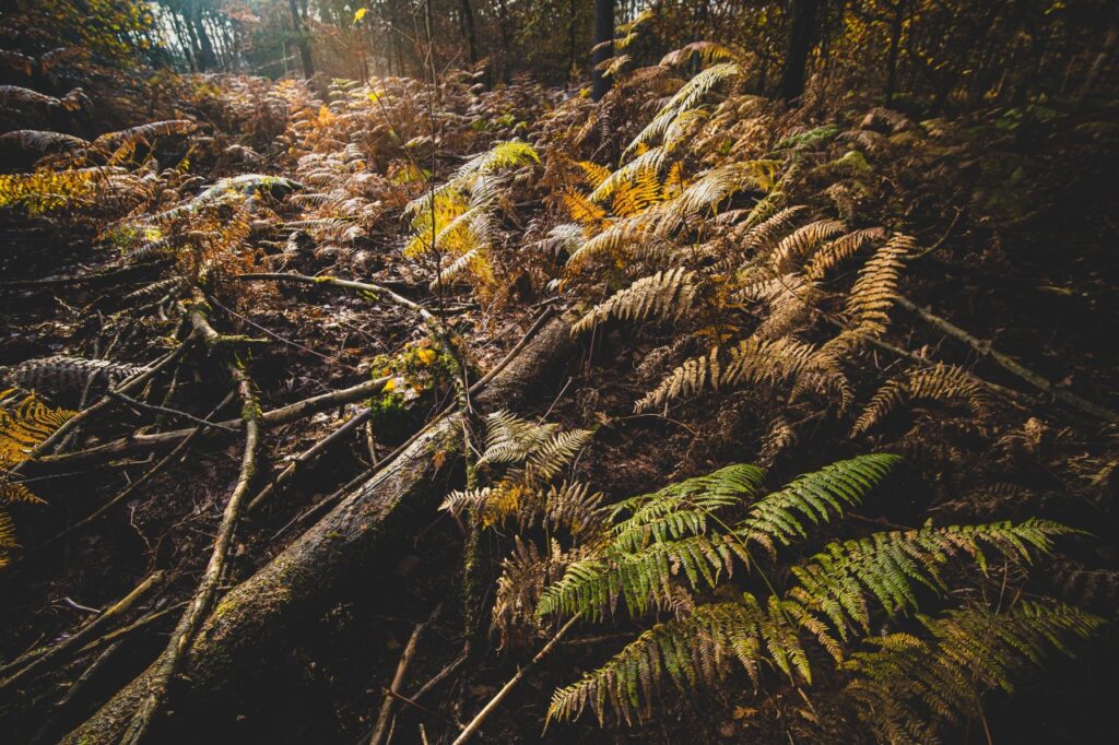 Tropical thorn forests