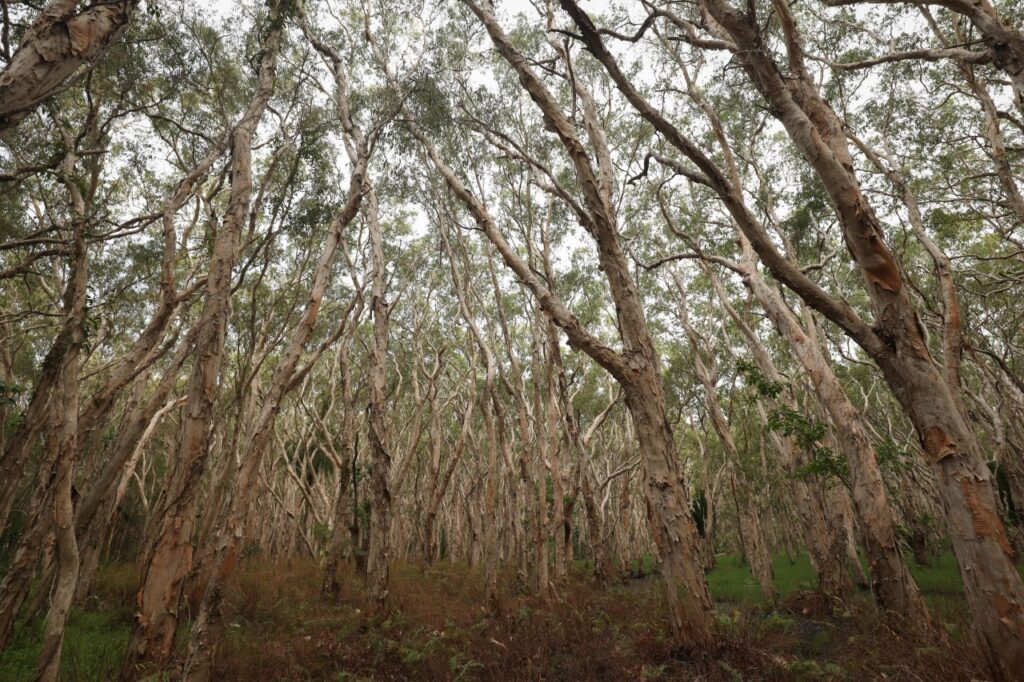 Tropical thorn forests