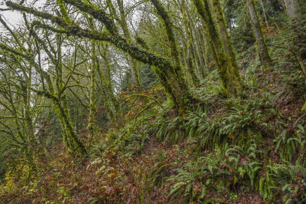 Tropical thorn forests