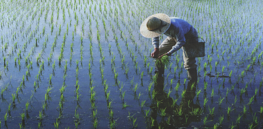 System of Rice Intensification(SRI)