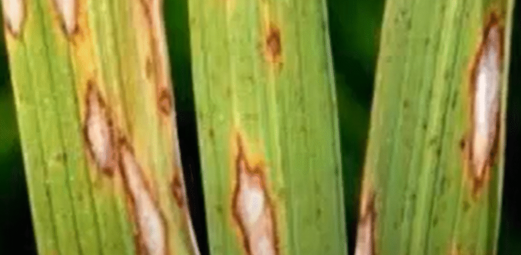 Khaira Disease of Rice