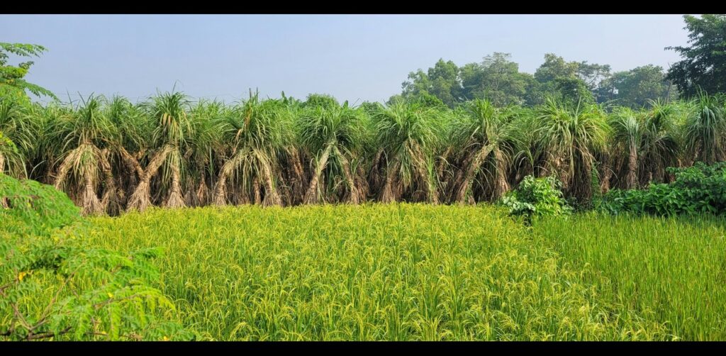 Kharif Crops