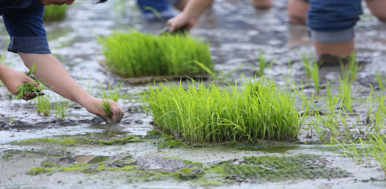 Dapog method of rice cultivation