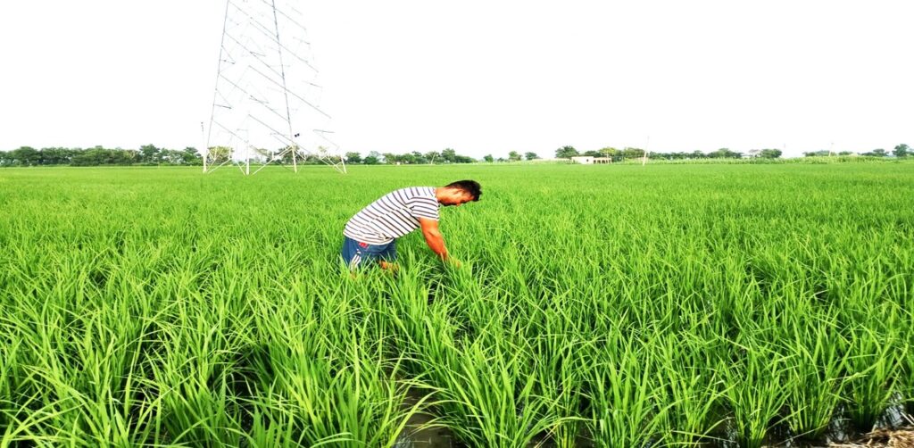 Kharif Crops