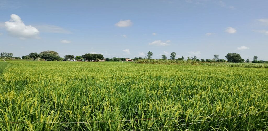 Rice cultivation