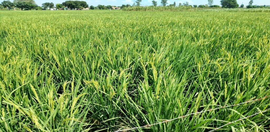 Rice Cultivation