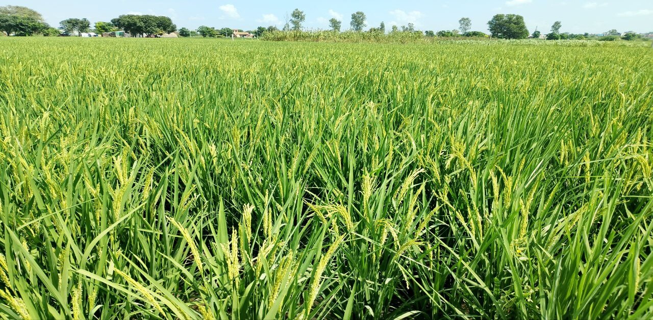 Rice Cultivation