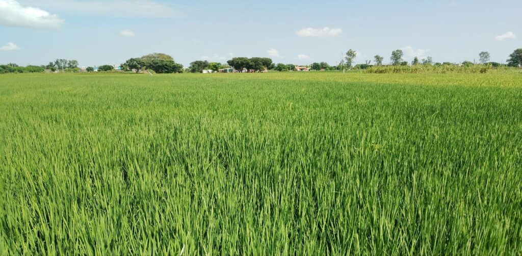 Rice Cultivation