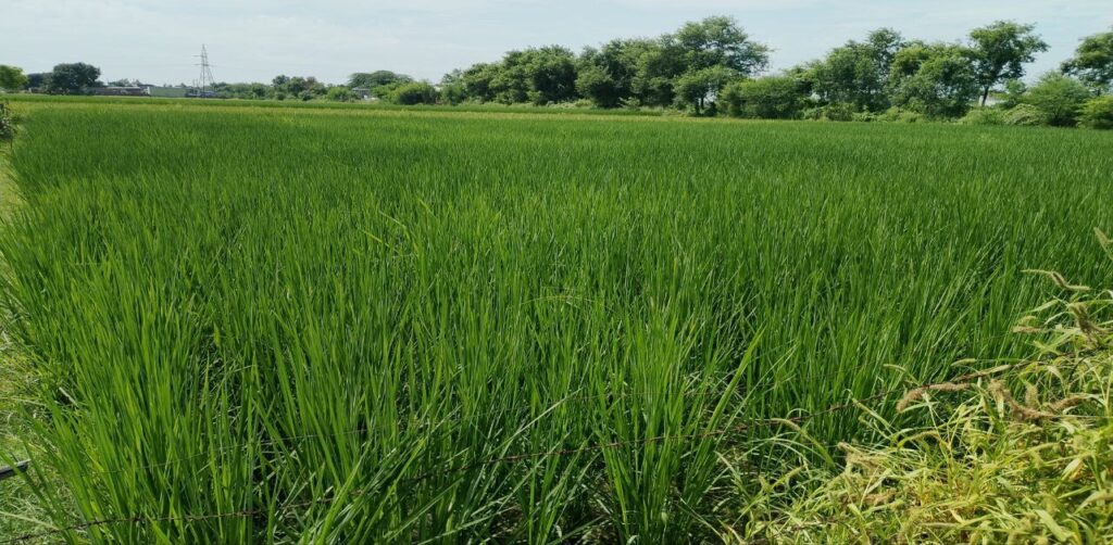 Rice Cultivation