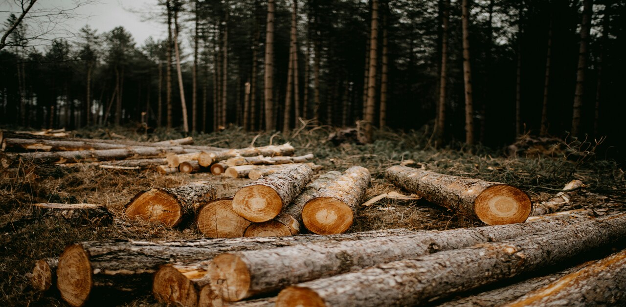 Deforestation