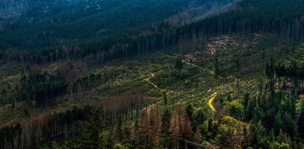 Deforestation