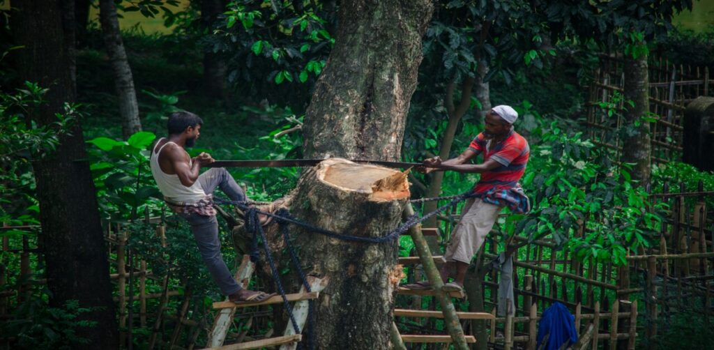 Deforestation