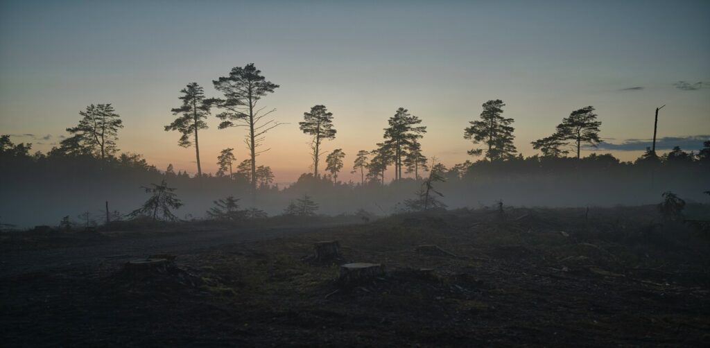 Deforestation