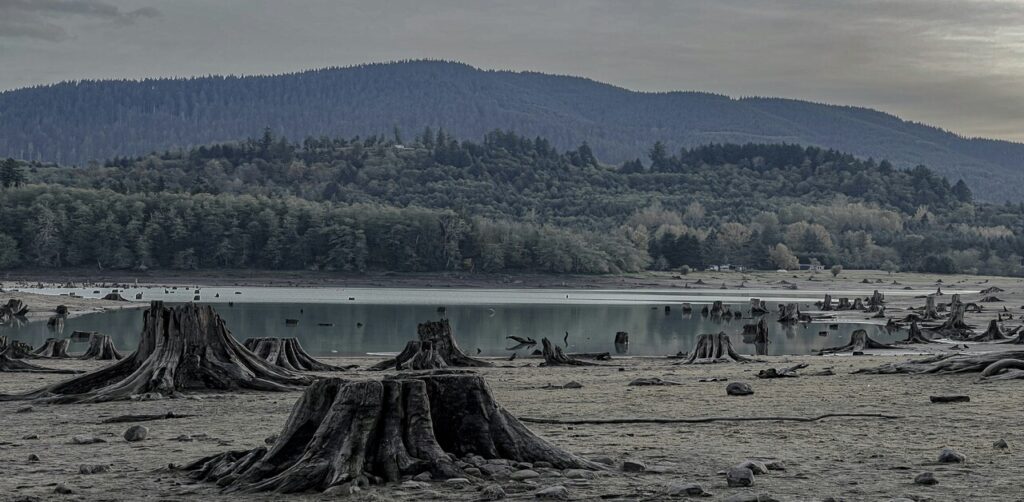 Deforestation