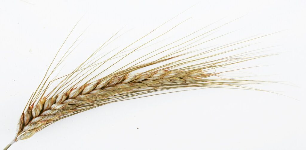 Barley
